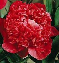 paeonia peony felix krauss rhizomes root bulb seed plant