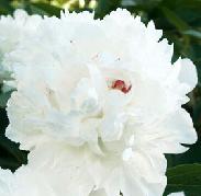 paeonia peony festiva maxima rhizome bulb root seed plant