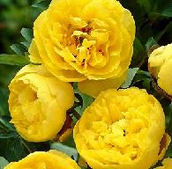 paeonia tree peony high noon rhizome bulb root seed plant