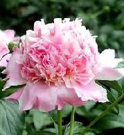 paeonia peony sarah bernhardt rhizome bulb root seed plant