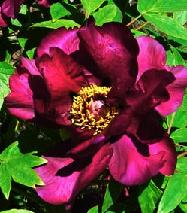 paeonia tree peony shimadaijin rhizome root bulb seed plant