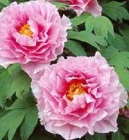 paeonia tree peony yachiyotsubaki rhizome bulb root seed plant