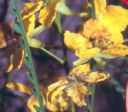 parkinsonia aculeata jerusalem thorn ratama seed