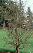 parrotia persica tree seed seedling