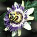 passiflora caerulea passionflower seed