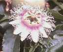 passiflora edulis passion flower seed 