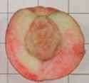 arctic gem peach tree fruit