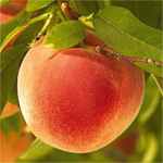 blushing star peach fruit tree