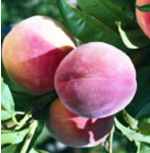 elberta peach tree