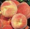 reliance peach fruit tree