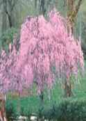 weeping peach tree