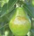 bartlett pear fruit tree