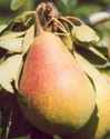 clapps favorite pear tree fruit