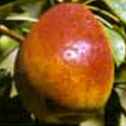 flemish beauty pear tree fruit