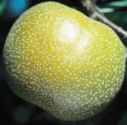 asian pear apple hosui tree fruit