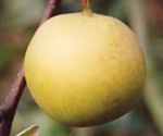 shinseki asian pear fruit tree apple