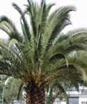 phoenix canariensis canary date palm seed