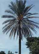 phoenix dactylifera pygmy date palm seed