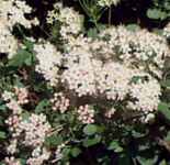 physocarpus opulifolia bloom ninebark tree seed