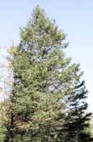 picea glauca colorado blue spruce tree seed