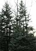picea mariana black spruce seed tree