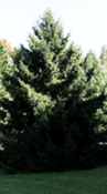 picea orientalis oriental spruce seed tree