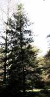 picea sitchensis sitka spruce seeds tree seedling plant