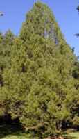 pinus bungeana lacebark pine seed tree seedling