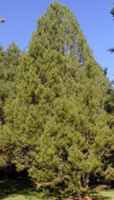pinus bungeana lacebark pine seed tree seedling