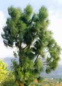 pinus canariensis canary island pine seed tree seedling