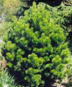 pinus cembroides pinon pine tree seed seedling