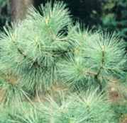 pinus coulteri coulter big cone pine tree seed 