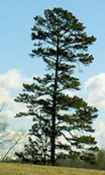 pinus echinata yellow shortleaf lontag seed tree