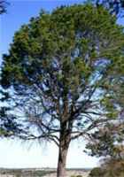 pinus edulis pinyon pine tree seed