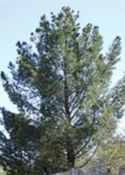 pinus eldarica afgan elder desert pine seed tree