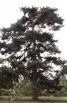 pinus nigra black pine seed tree
