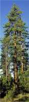 pinus ponderosa pine seed tree