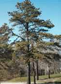 pinus rigida loblolly pitch pine tree seed