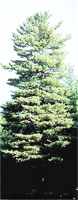 pinus strobus white pine tree seed