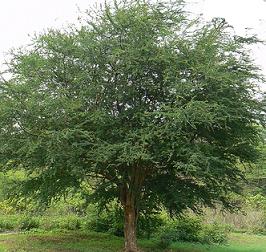 pithecellobium dulce seed plant