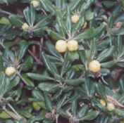 pittosporum tobira sweet pittosporum seed 