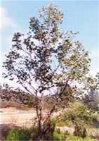 platanus acerifolia london planetree seed plant