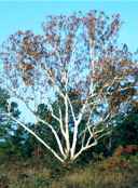 platanus occidentalis american planetree sycamore tree seed