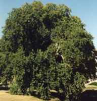 platanus orientalis oriental planetree seed 