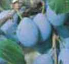 early italian plum fruit tree