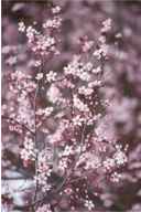thundercloud flowering plum tree
