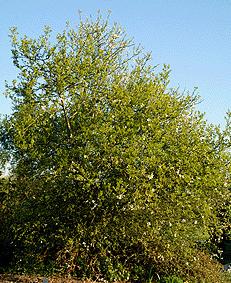 poncirus trifoliata bitter orange seed plant