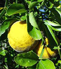 poncirus trifoliata fruit bitter orange seed plant