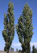populus nigra lombardy poplar tree