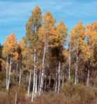 populus nigra black poplar tree